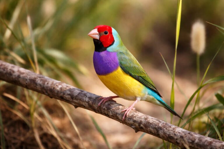 Amadyna wspaniała (Chloebia gouldiae) – Tęczowy klejnot z Australii