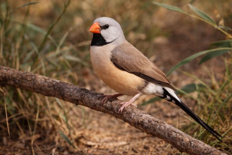Amadynka ostrosterna (Poephila acuticauda) – Elegancka mieszkanka Australii