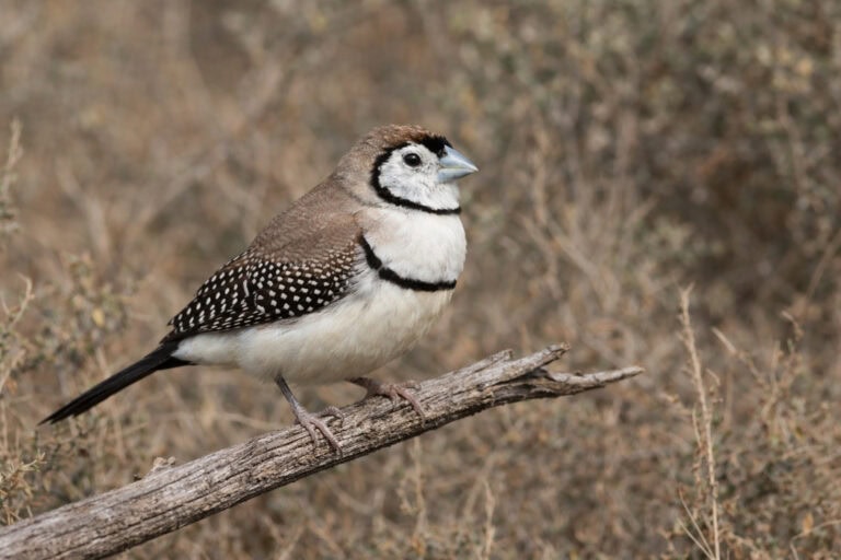 Astryld kratoskrzydły