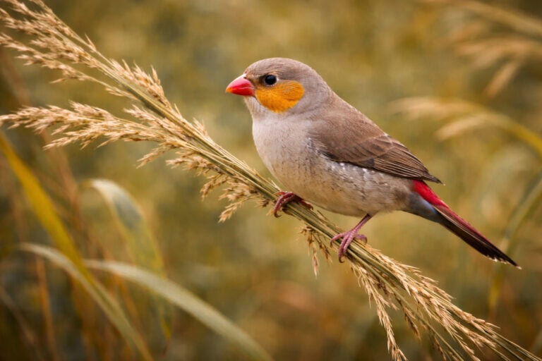 Astryld złotolicy (Estrilda melpoda) – Ptaszek z pomarańczowymi rumieńcami