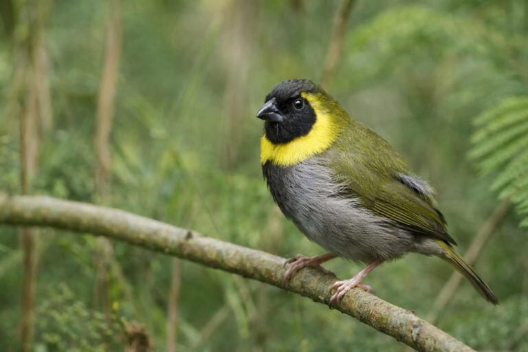 Kubanik mniejszy (Tiaris olivaceus) – Oliwkowy maluch pełen energii