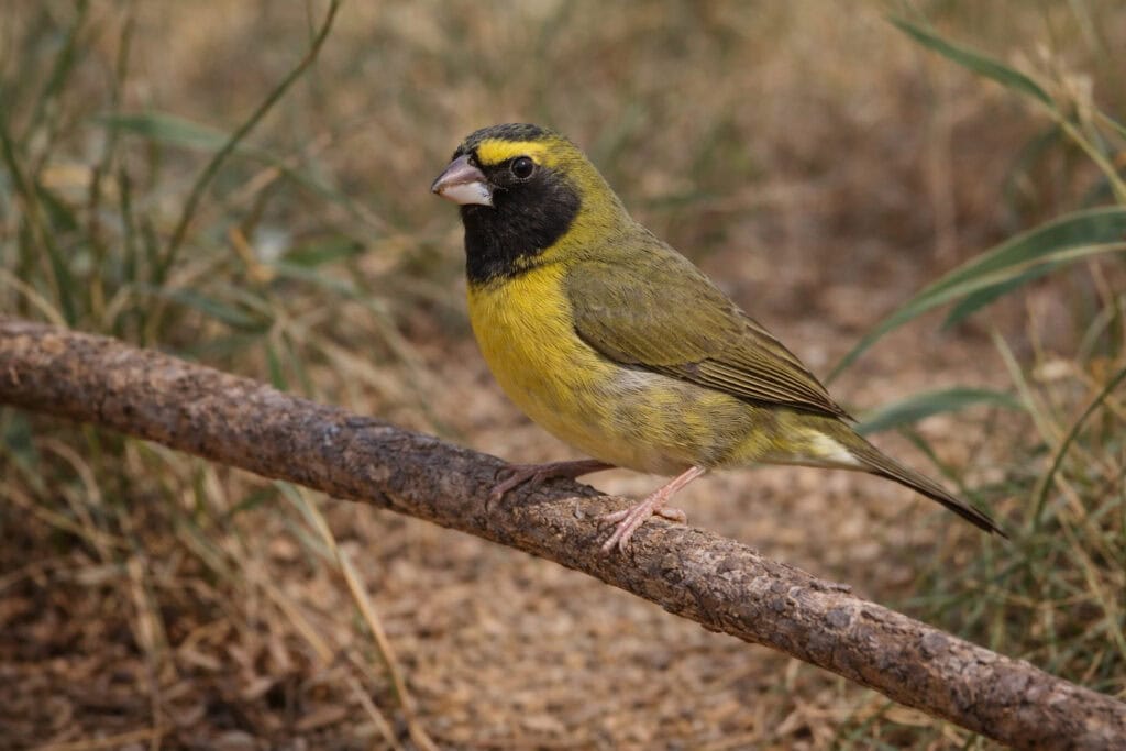 Kubanik mniejszy (Tiaris olivaceus) – Oliwkowy maluch pełen energii