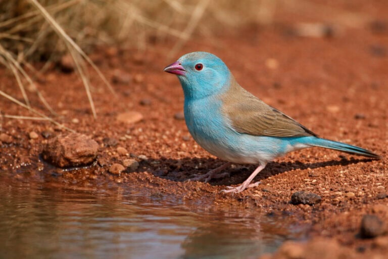 Motylik błękitnogłowy