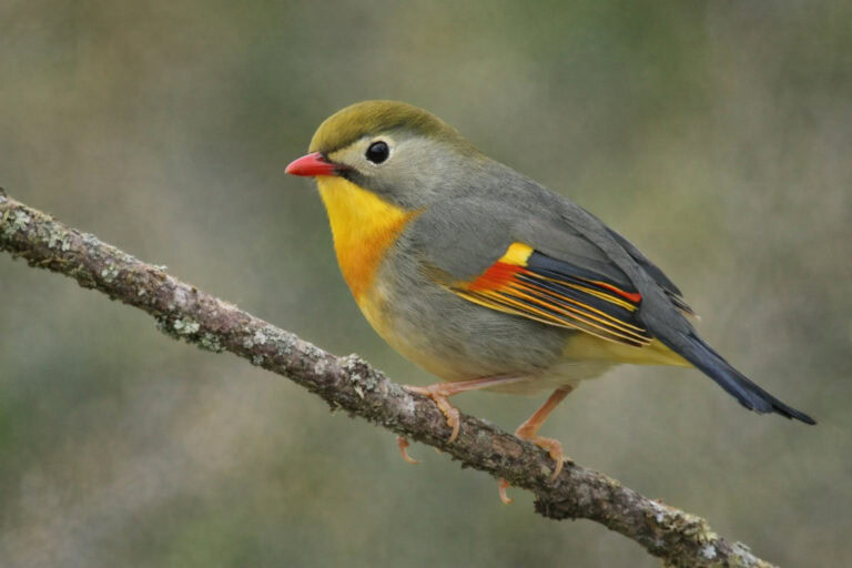 Słowik chiński (Leiothrix lutea) – Kolorowy wirtuoz z czerwonym dziobem