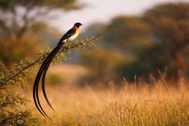 Wdówka dominikańska (Vidua macroura) – Czarno-biały akrobata