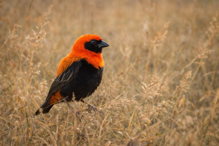 Bishop czerwonorepki na sawannie