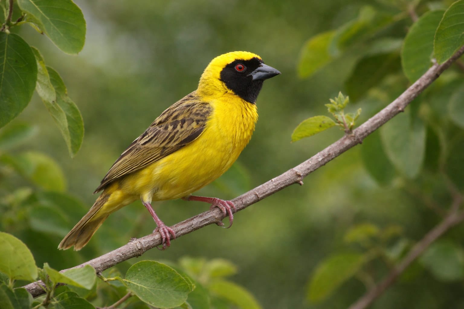 Wikłacz maskowy (Ploceus velatus) – Inżynier w czarnej masce