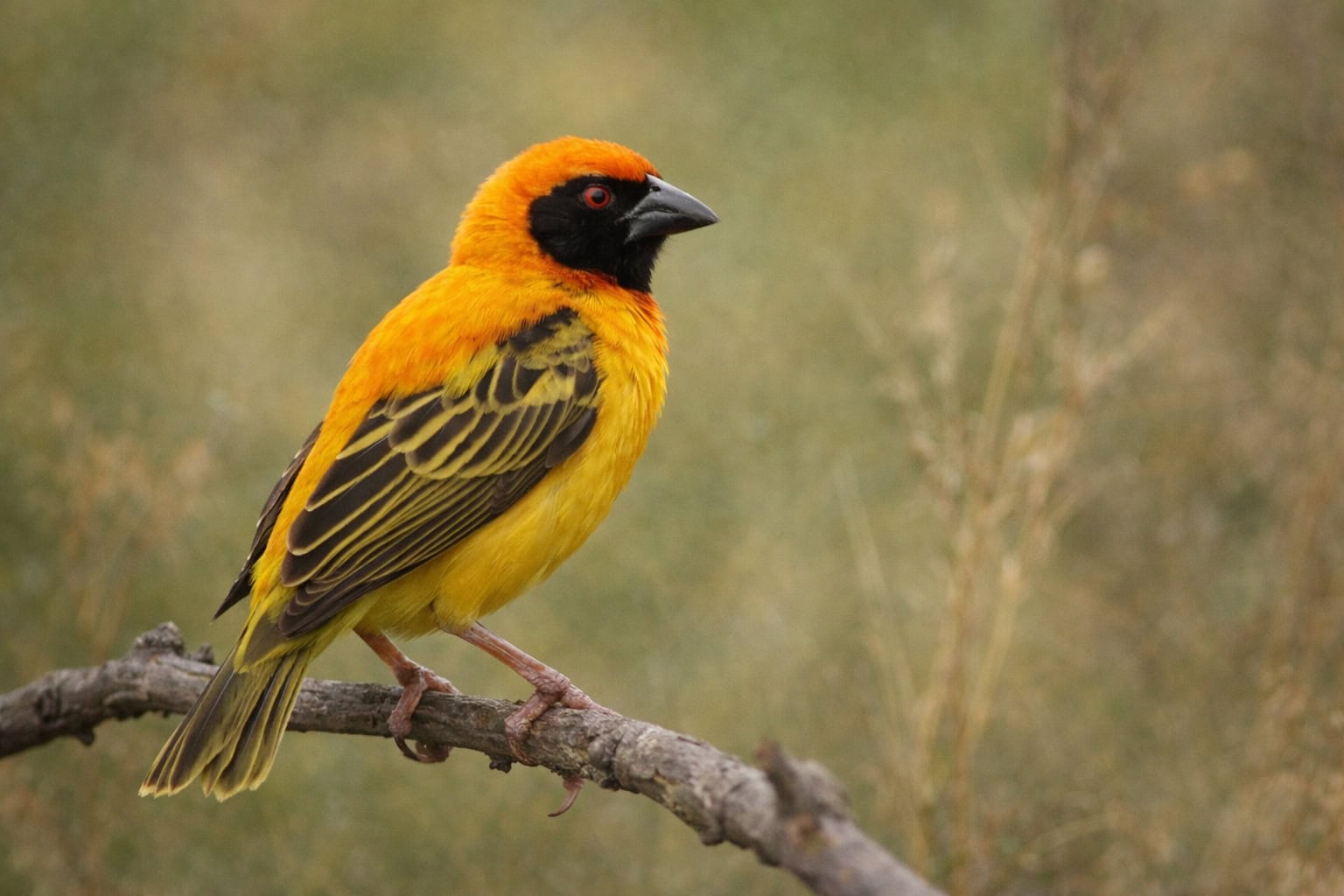 Wikłacz zmienny (Ploceus cucullatus) – Najgłośniejszy inżynier w stadzie