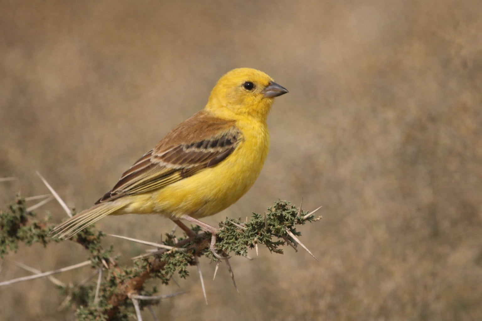 Wróbel cytrynowy (Passer luteus) – Słoneczny kuzyn naszego wróbla