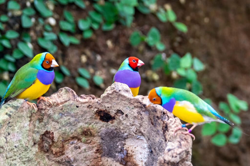 Czy to sen? Nie, to spacer w chmurach kolorów!